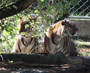 zoo de la palmyre