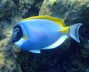 aquarium de la rochelle